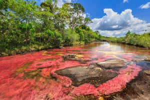 Cano Cristales (River of five colors), La Macarena, Meta, Colombia; Shutterstock ID 774676180; purchase_order: -; job: -; client: -; other: -